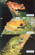Wildlife of Madagascar, Behrens (2016)